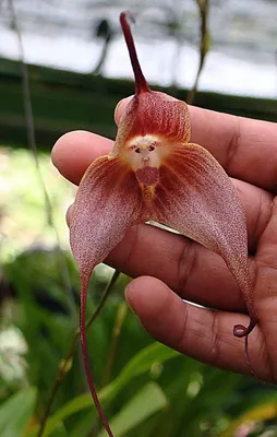 Unusual and Amazing Fuchsia Flowers