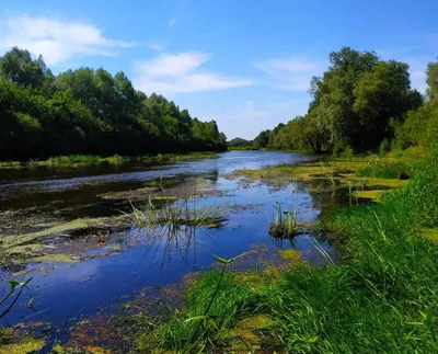 Молога (река) — Википедия