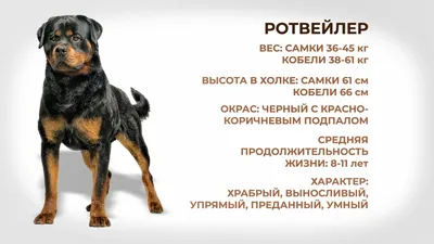 Сколько живут ротвейлеры в домашних условиях: продолжительность жизни  мальчиков и девочек