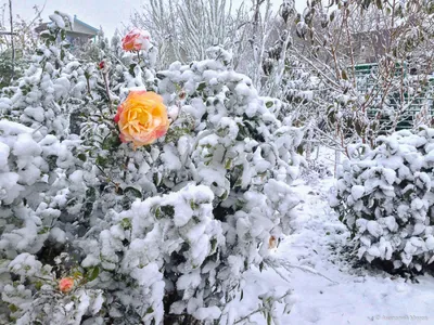 три белые розы на снегу Фото Фон И картинка для бесплатной загрузки -  Pngtree