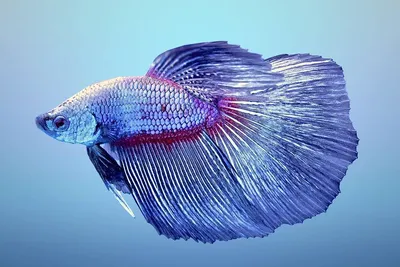 Рыбка петушок betta