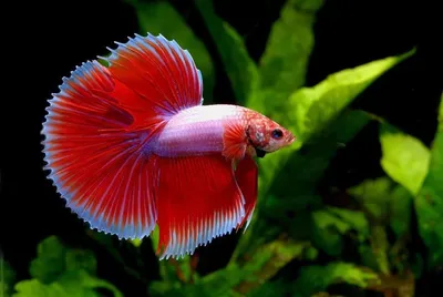 Петушок Халф Мун (Betta splendens Over Halfmoon) | Интернет магазин ГиперЗоо