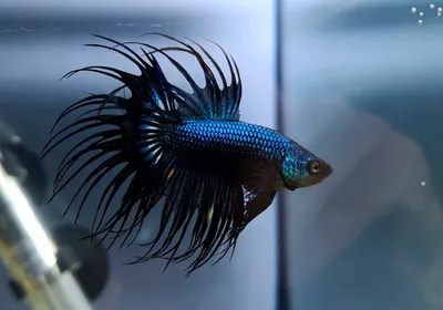 Аквариумная рыбка Петушок коронохвостый самец (Бойцовая рыбка) - Betta  splendens в Екатеринбурге - Интернет-магазин AlexAquaShop.ru