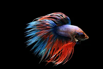 Особенности содержания бойцовых рыбок-петушков (Betta splendens)