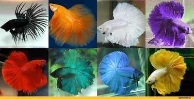 Аквариумная рыбка Рыбка петушок (Betta splendens) купить в Киеве - Аквасмайл