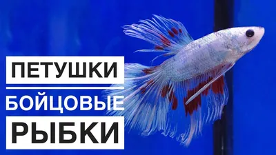 Петушок Сиамский Синий Betta splendens - Рыбки - Nano Fish