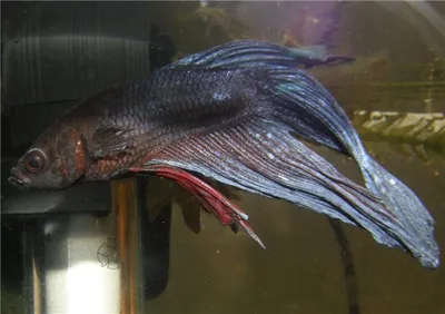 Особенности содержания бойцовых рыбок-петушков (Betta splendens)