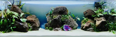 Редкие цвета у петушков betta splendens | Пикабу