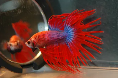 Betta fish breeding FOR 5 MINUTES! - YouTube