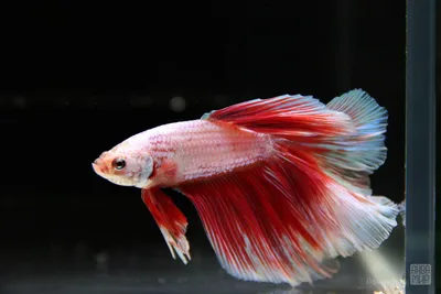 Особенности содержания бойцовых рыбок-петушков (Betta splendens)