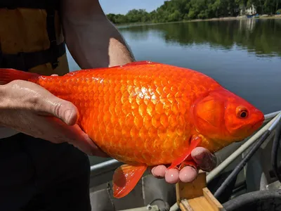 Риукин красный - золотая рыбка Carassius auratus / Золотые рыбки /  Аквариумные рыбки / КАТАЛОГ ТОВАРОВ / Аквадом - зоомагазин