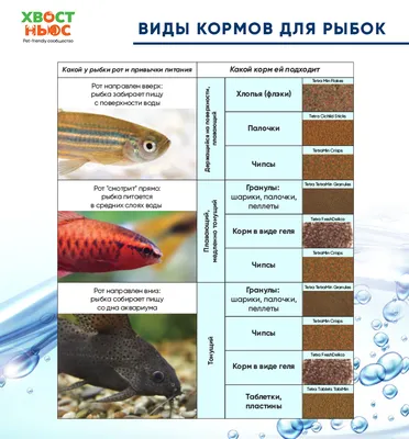 Как выбрать корм для рыбок?
