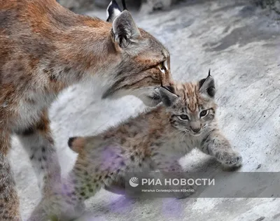 Детеныши рыси в Московском зоопарке | РИА Новости Медиабанк