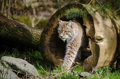 Кошки, похожие на рысь: фото и список пород