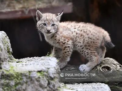 Рысь: 7 интересных фактов из жизни самого скрытного кошака | Заметки о  животных | Дзен