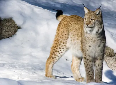 ЗНАКОМСТВО РЫСИ И КОТА ПОРОДЫ МЕЙН-КУН / INTRODUCING A MAINE COON TO A LYNX  - YouTube