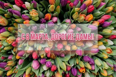 Милые СМС поздравления любимым женщинам с 8 Марта 2019, открытки и стихи -  Телеграф