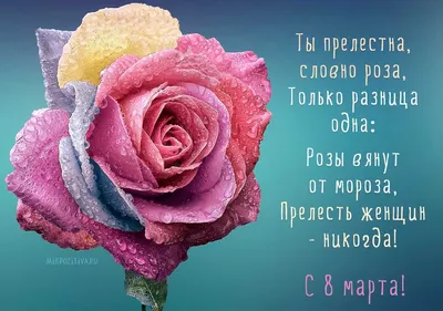 Анастасия Ушакова - С 8 марта нас, девочки🥰 #8марта | Facebook