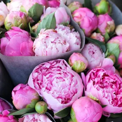 Букет пионы с розами купить | Доставка цветов Москва | Интернет-магазин  dakotaflora.com