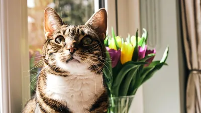 День кошек — 1 марта, отмечают в первый день весны! ~ Открытка (плейкаст)