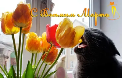 Блог участника:Огнелистная/С 8 марта | Коты-воители вики | Fandom