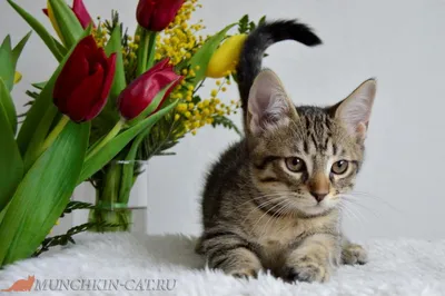 Кот поздравляет с 8 Марта; Cat is wishing a happy Women's Day - YouTube