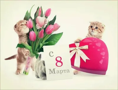 8 марта...Кот-подарок! :: Ирина Токарева – Социальная сеть ФотоКто