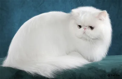 Белые кошки — символ чистоты и совершенства » Кошка Ветра