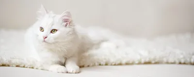 Породы белых кошек - как называются, фото и описание | Генетика и уход |  Pet-Yes