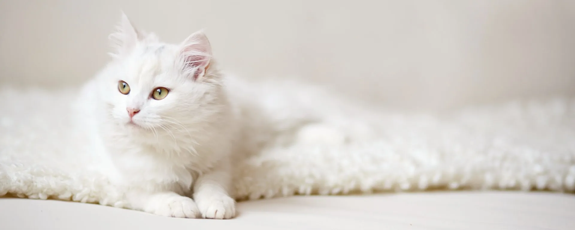 Породы белых кошек - как называются, фото и описание | Генетика и уход | Pet-Yes Породы белых кошек - как называются, фото и описание | Генетика и уход | Pet-Yes
