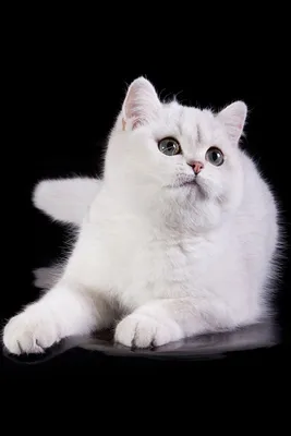 Вовсе не альбиносы: 6 интересных фактов о белых кошках - Pets