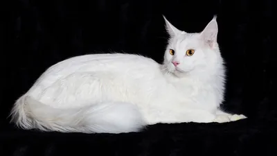 Белый кот на черном фоне | Белые кошки, Белый кот, Милые животные
