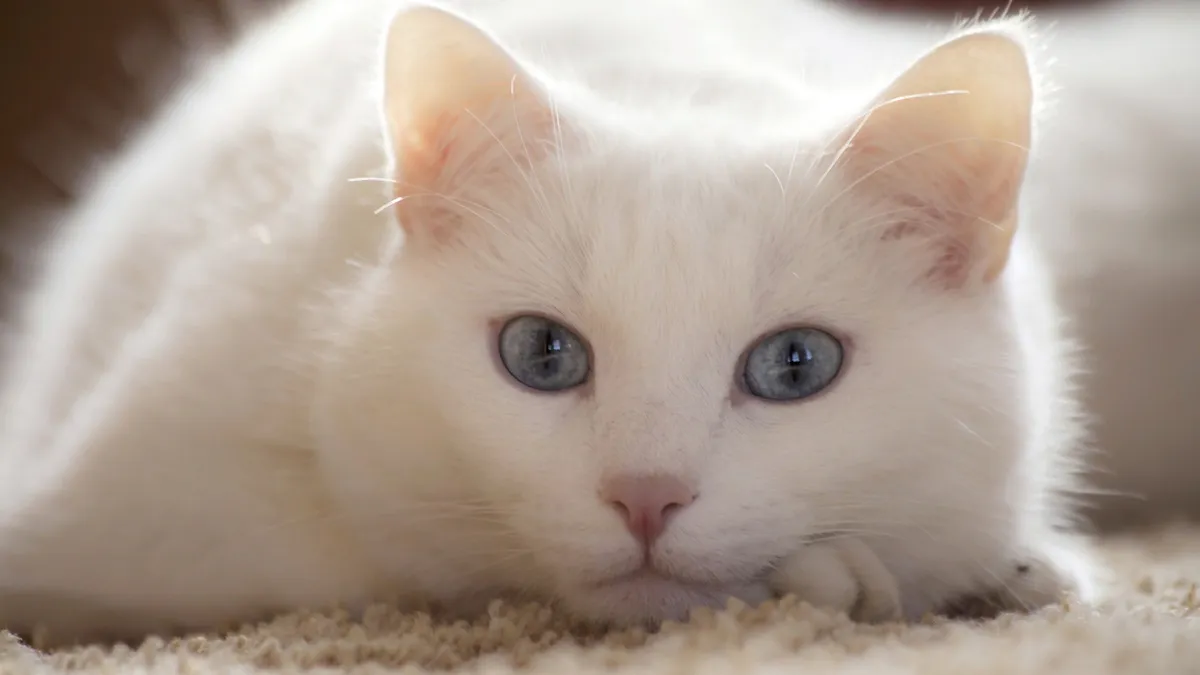 😺В чем особенности кошек белого окраса | Нос, хвост, лапы | Дзен 😺В чем особенности кошек белого окраса | Нос, хвост, лапы | Дзен