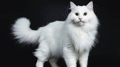 😺В чем особенности кошек белого окраса | Нос, хвост, лапы | Дзен