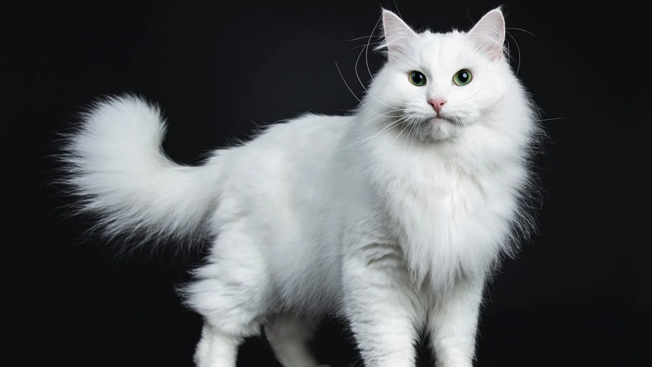 😺В чем особенности кошек белого окраса | Нос, хвост, лапы | Дзен 😺В чем особенности кошек белого окраса | Нос, хвост, лапы | Дзен