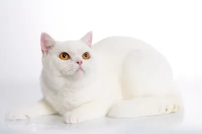 Породы белых кошек - как называются, фото и описание | Генетика и уход |  Pet-Yes