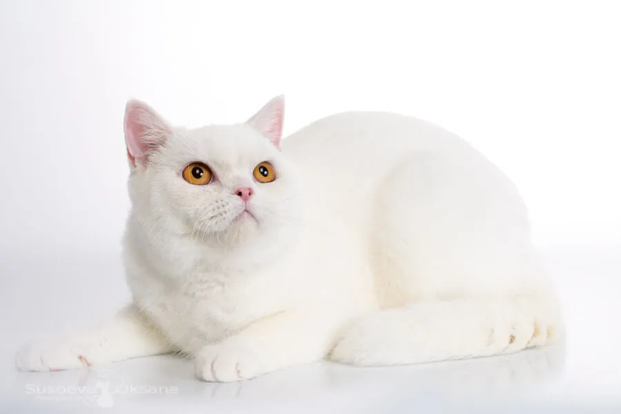Породы белых кошек - как называются, фото и описание | Генетика и уход | Pet-Yes Породы белых кошек - как называются, фото и описание | Генетика и уход | Pet-Yes