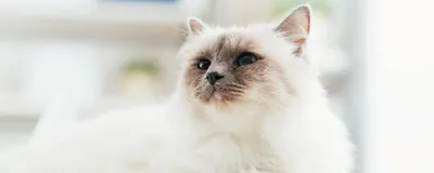 Вовсе не альбиносы: 6 интересных фактов о белых кошках - Pets