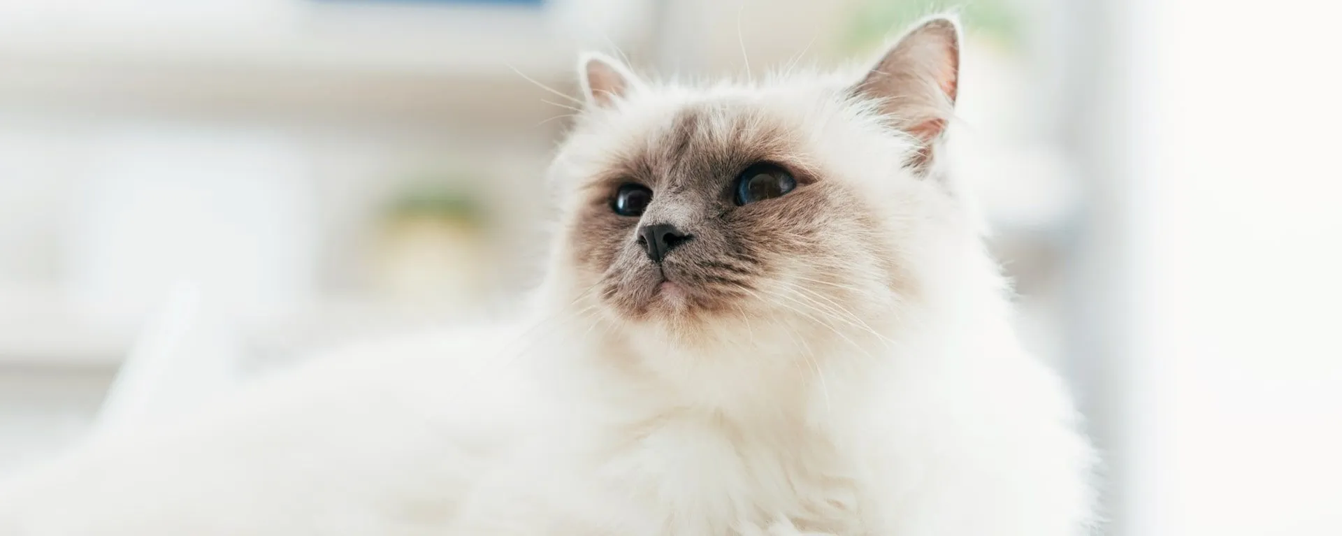 Вовсе не альбиносы: 6 интересных фактов о белых кошках - Pets Вовсе не альбиносы: 6 интересных фактов о белых кошках - Pets