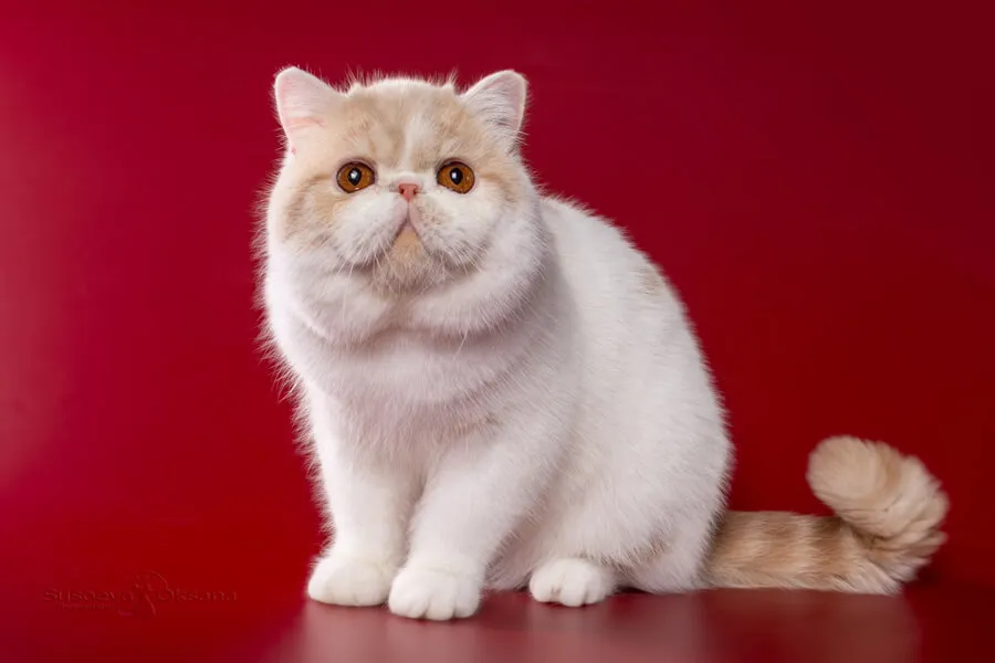 https://elements.envato.com/ru/photos/%D0%B1%D0%B5%D0%BB%D1%8B%D0%B9+%D0%BA%D0%BE%D1%82 https://elements.envato.com/ru/photos/%D0%B1%D0%B5%D0%BB%D1%8B%D0%B9+%D0%BA%D0%BE%D1%82
