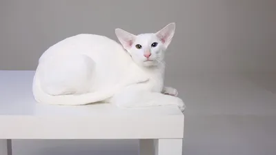 Love 💕 Белая кошка с голубыми глазами | Cat 🐱 | Шотландская вислоухая  кошка, Белые кошки, Кошки
