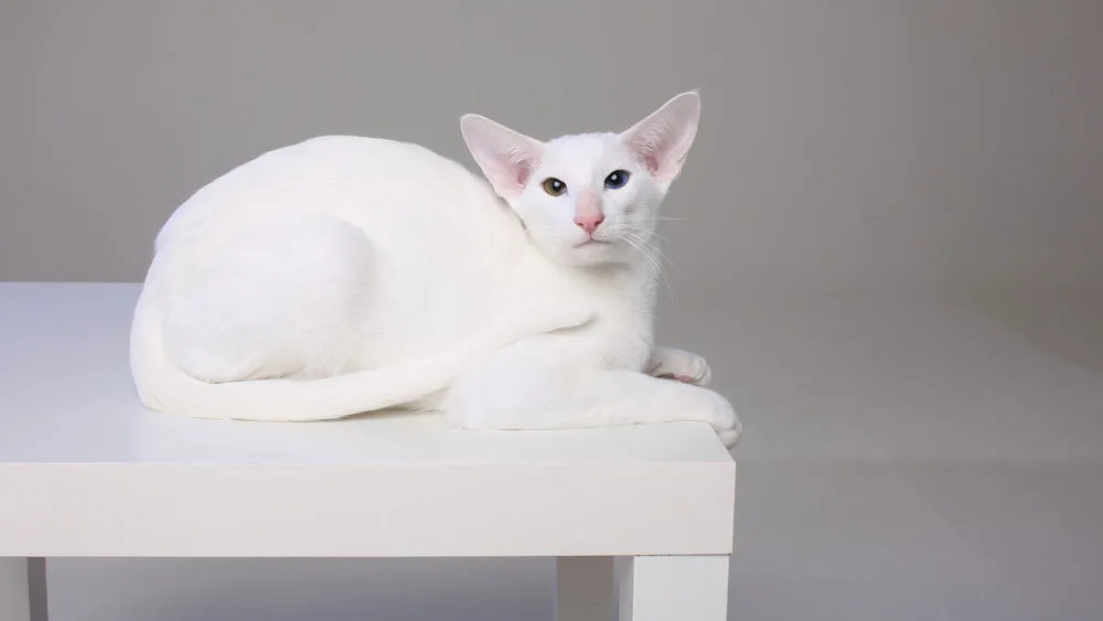 Love 💕 Белая кошка с голубыми глазами | Cat 🐱 | Шотландская вислоухая кошка, Белые кошки, Кошки Love 💕 Белая кошка с голубыми глазами | Cat 🐱 | Шотландская вислоухая кошка, Белые кошки, Кошки