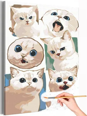 Белая кошка | Белые кошки, Кошки, Котята