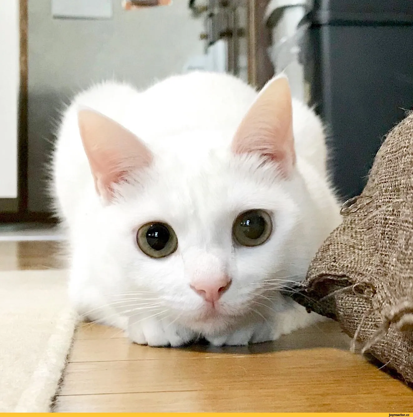Породы белых кошек - как называются, фото и описание | Генетика и уход | Pet-Yes Породы белых кошек - как называются, фото и описание | Генетика и уход | Pet-Yes