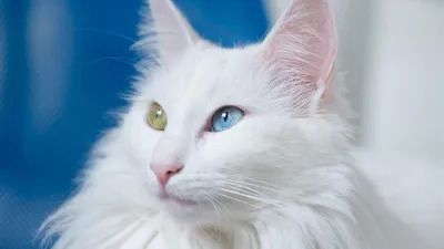Красивая белая кошка с густой шерстью — Фотографии на аву | Котопес, Белые  кошки, Кошки воины