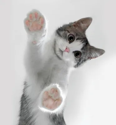 Магазин Кот и Пес - Цвет кошки. Народные поверья. 🐾 Кот с белыми лапками-  привлекает материальный достаток. ⚫ Черный кот, несмотря на все суеверия,  забирает отрицательную энергетику, отводит беду от домочадцев, дарует