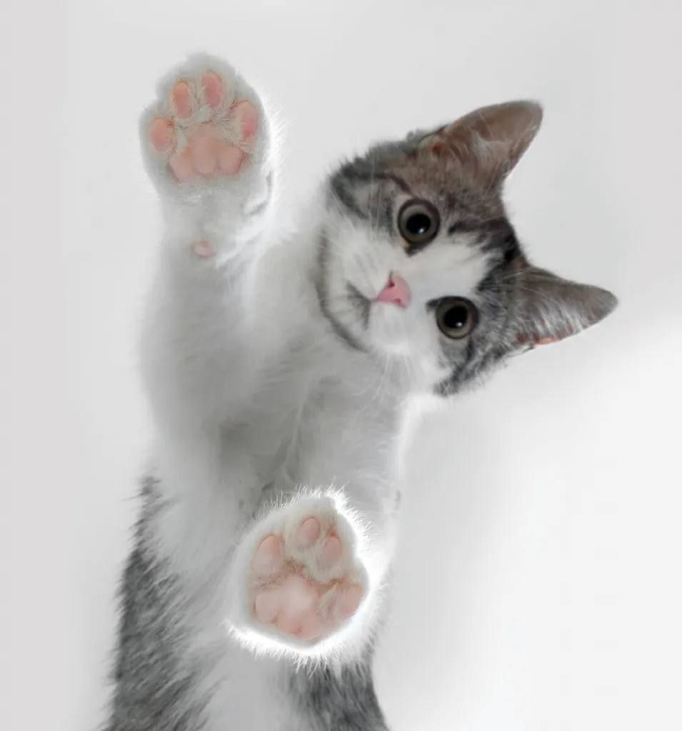 Магазин Кот и Пес - Цвет кошки. Народные поверья. 🐾 Кот с белыми лапками- привлекает материальный достаток. ⚫ Черный кот, несмотря на все суеверия, забирает отрицательную энергетику, отводит беду от домочадцев, дарует Магазин Кот и Пес - Цвет кошки. Народные поверья. 🐾 Кот с белыми лапками- привлекает материальный достаток. ⚫ Черный кот, несмотря на все суеверия, забирает отрицательную энергетику, отводит беду от домочадцев, дарует