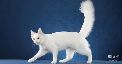 Пропала кошка с белыми лапками, Морской сельсовет, Новосибирская обл. |  Pet911.ru