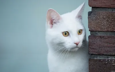 😺В чем особенности кошек белого окраса | Нос, хвост, лапы | Дзен
