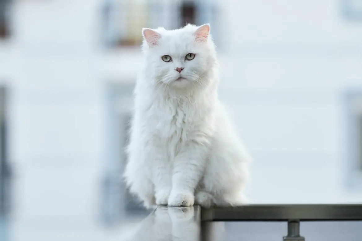 Персидская кошка (перс) - описание породы, характер, виды, уход Персидская кошка (перс) - описание породы, характер, виды, уход